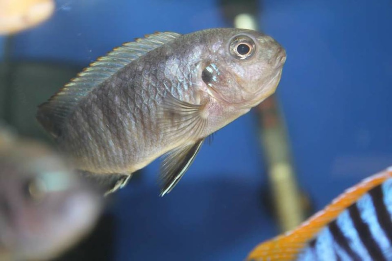 Tropheops sp. 'mbenji blue' Mbenji Island